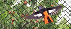 How Thirumala Safety Nets Provides the Best Bird Netting....