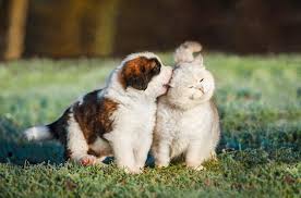 Invisible Grills for Balcony