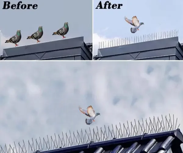 Anti-Pigeon-qo6wf5bv1s22nyb4wdqg6krzxyywfjtieu4kyimgzs anti pigeon spikes